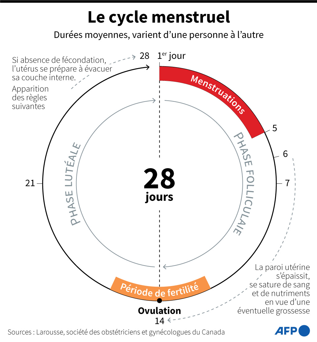 Cycle menstruel