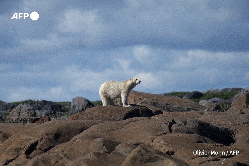 Ours polaire près de Churchill (Canada) en août 2022 - Olivier Morin - AFP